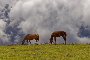 Horses in the field