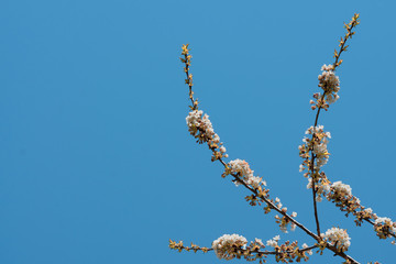 Close up white plum flowers tree blue sky in spring time