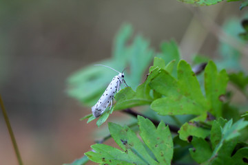 Nahaufnahme eines Schmetterlings an, auf einer Pflanze