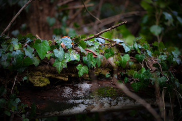Sottobosco