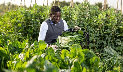 Male harvesting chard plants