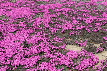 
꽃잔디가 보이는 아름다운 공원