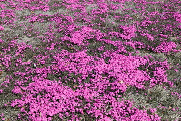 
꽃잔디가 보이는 아름다운 공원