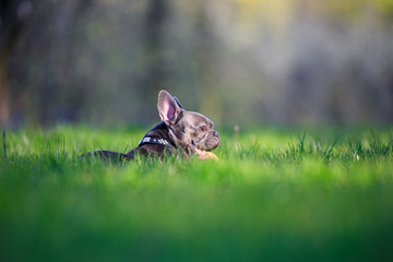 Hund