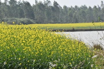 mustard field just beside a pond in a village