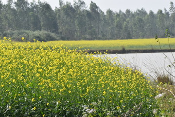 Obraz premium mustard field just beside a pond in a village