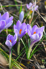 Flowering crocuses or crocuses with purple petals (Spring Crocus). Crocuses are the first spring flowers that bloom in early spring.