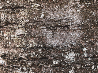 Nahaufnahme von Baumrinde als Textur - Aufgenommen in einem Wald im Frühling