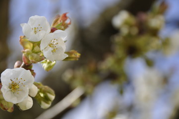 Buds in a cherry tree with a blurred background