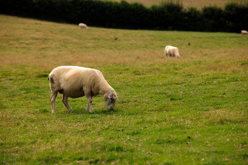 Naklejka na ściany i meble Charleston Town (England), UK - August 16, 2015: Sheeps in a field near The historic 18th.century Charleston Town, Cornwall, England, United Kingdom.