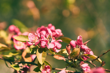 Obraz premium Close up of flying bees on a flower. Orange and Teal