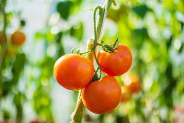 Fresh red ripe tomatoes hanging on the vine plant growing in organic garden
