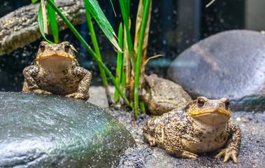 Naklejka na ściany i meble Common toads or European toads