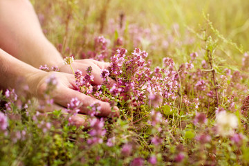 Young woman picks thyme flowers on a summer meadow, close-up, soft focus. Harvesting herbs