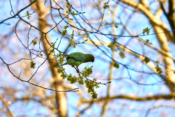 Parrots on a tree in cologne city in orange & teal look