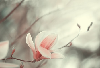 Tender art photo of a pink magnolia flower on a gray natural garden background. Watercolor pastel...