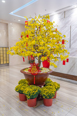 Beautiful blooming apricot blossom bonsai for lunar new year decoration