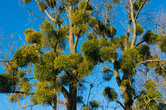 Wei&szlig;beerige Mistel Viscum album Wurzelparasit Sandelholzgew&auml;chse Wirt Wirtspflanze Schmarotzer Parasit Baum immergr&uuml;n Advent Weihnachten Brauch Kuss Misteltoe Haustorium Druiden Kelten Germanen 