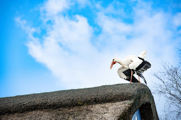 Ein Storch sitzt auf einem Reetdach und klappert, der Himmel ist blau mit weißen Wölkchen.
- 336055957