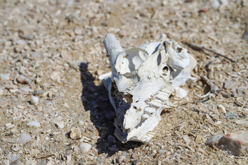 Skelett Kopf Wüste