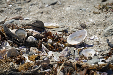 Muscheln Strand