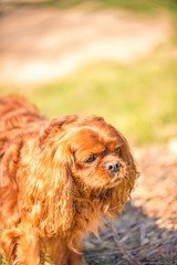 Cavalier King Charles Spaniel dog male dog in Ruby