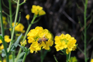 꿀벌과 유채꽃