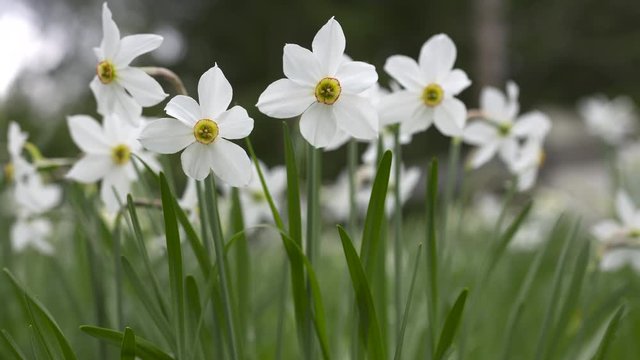 narcisus white in a meadow