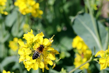 꿀벌과 유채꽃