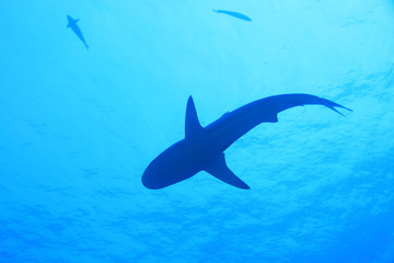 Grey reef shark