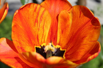 feurig orangene Tulpe in Nahaufnahme