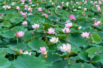 Lotus fields bloom in the spring morning. Buddhist flowers, bright and pure
