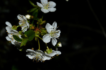 Stunningly beautiful cherry tree flowers in the evening spring.