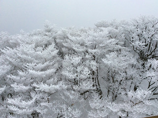 Soft rime on the top of Mt. Gozaisho 