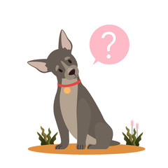 Cute dog with question mark. Purebread boston terrier with confusion