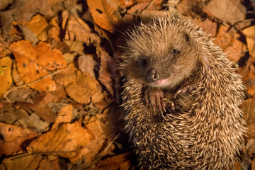 portrait d'un mignon hérisson en boule dans des feuilles d'Automne  
