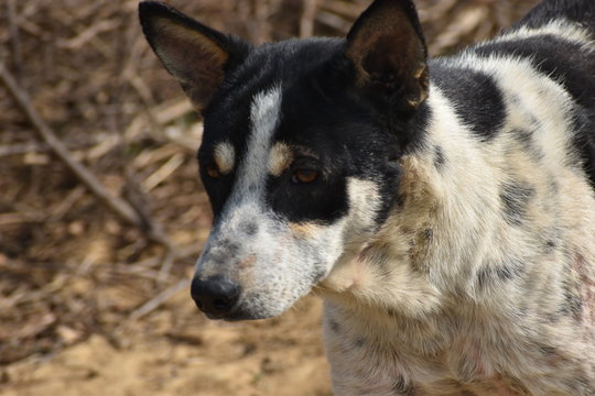 very close image of the face of a dog with black and white colour