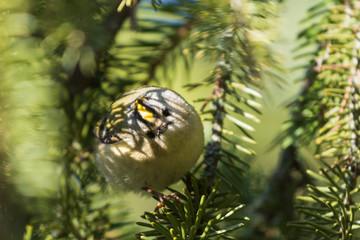 Goldcrest in the shade of green branches of spruce