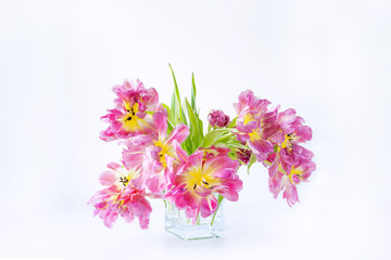 View of a glass rectangular vase with a bouquet of pink tulips on a white background. Concept background, flowers, holiday.