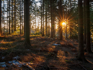 sun shining from behind a tree in the forest in the mountains, czech beskydy