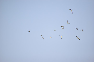 a group of birds flying on a blue sky