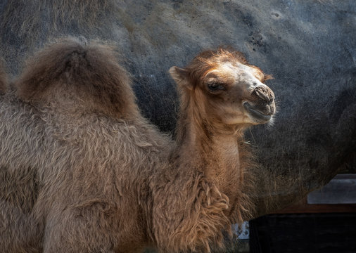 young dromedary