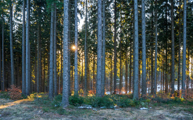 Fototapeta premium sun shining from behind a tree in the forest in the mountains
