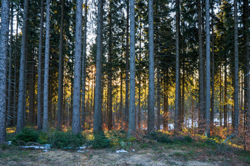 sun shining from behind a tree in the forest in the mountains
