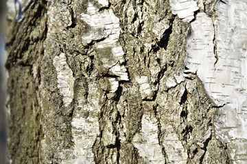 Natural background of the birch tree trunk bark. White wood texture