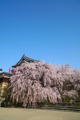 上田城址公園の桜