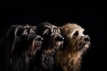 ein Gruppe von drei Hunden mit wunderschönen Augen im Seitenprofil vor schwarzen Hintergrund

