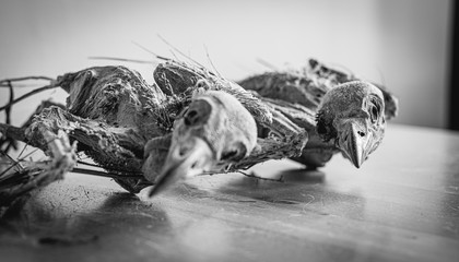 Dead mummified jackdaw carcasses
