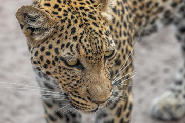 close up of leopard in savuti national park botswana