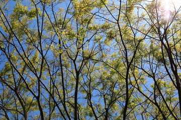 파란 하늘과 느티나무잎이 보이는 아름다운 풍경